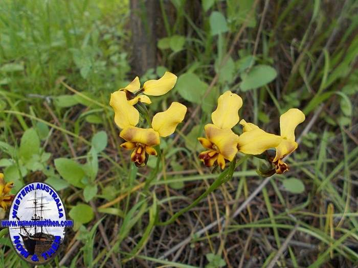 diuris-hazelii-Yellow Granite-donkey-orchid-001.JPG